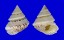 CHILODONTAIDAE PERRINIA cf. ANGULIFERA shell