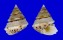 CHILODONTAIDAE PERRINIA cf. ANGULIFERA shell