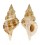 RANELLIDAE SASSIA SEMITORTA shell