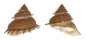 TURBINIDAE BOLMA GUTTATA shell