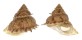 TURBINIDAE BOLMA GUTTATA shell