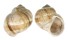 NATICIDAE CRYPTONATICA HUANGHAIENSIS shell