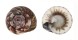 TROCHIDAE UMBONIUM THOMASI shell