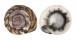 TROCHIDAE UMBONIUM THOMASI shell