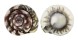 TROCHIDAE UMBONIUM THOMASI shell