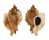 MURICIDAE OCENEBRA INORNATA shell