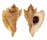 MURICIDAE OCENEBRA INORNATA shell