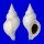 BUCCINIDAE NEPTUNEA FUKUAE shell