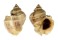 MURICIDAE THAISELLA LACERA shell
