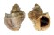 MURICIDAE THAISELLA LACERA shell