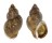 BUCCINIDAE BUCCINUM YOKOMARUAE shell