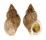 BUCCINIDAE BUCCINUM YOKOMARUAE shell