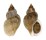 BUCCINIDAE BUCCINUM YOKOMARUAE shell