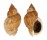BUCCINIDAE BUCCINUM YOKOMARUAE shell