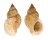 BUCCINIDAE BUCCINUM YOKOMARUAE shell
