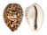 CYPRAEIDAE CYPRAEA TIGRIS shell