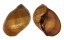 NATICIDAE POLINICES MAURUS shell