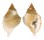 PERSONIDAE DISTORSIO RETICULARIS shell