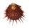 SPONDYLIDAE SPONDYLUS GLORIOSUS VISAYENSIS shell