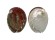 HALIOTIDAE HALIOTIS ASSIMILIS shell