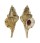 RANELLIDAE TURRITRITON FITTKAUI shell