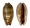 CYPRAEIDAE MACROCYPRAEA CERVINETTA CALIFORNICA shell