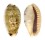 CYPRAEIDAE ERRONEA CAURICA QUINQUEFASCIATA  shell