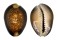 CYPRAEIDAE CYPRAEA CAPUTSERPENTIS shell