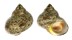 TURBINIDAE TURBO WALTERI shell