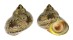 TURBINIDAE TURBO WALTERI shell