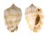 CASSIDAE PHALIUM BANDATUM shell