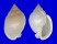 CASSIDAE SEMICASSIS SEMIGRANOSUM shell