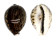 CYPRAEIDAE CYPRAEA TIGRIS shell