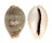 CYPRAEIDAE CYPRAEA VITELLUS shell