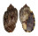 HARPIDAE HARPA AMOURETTA shell