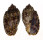HARPIDAE HARPA AMOURETTA shell