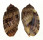 HARPIDAE HARPA AMOURETTA shell