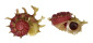 ANGARIIDAE ANGARIA SPHAERULA shell