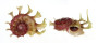 ANGARIIDAE ANGARIA SPHAERULA shell