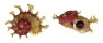 ANGARIIDAE ANGARIA SPHAERULA shell