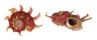 ANGARIIDAE ANGARIA SPHAERULA shell