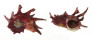 ANGARIIDAE ANGARIA POPPEI shell