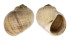 NATICIDAE CRYPTONATICA HUANGHAIENSIS shell