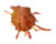 SPONDYLIDAE SPONDYLUS MULTILAMELLATUS shell