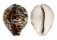 CYPRAEIDAE CYPRAEA TIGRIS shell