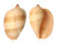 VOLUTIDAE MELO BRODERIPII shell