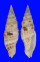 MITRIDAE VEXILLUM  GLORIAE shell