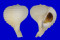 CORALLIOPHILIDAE RAPA RAPA shell