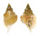 PERSONIDAE DISTORSIO RETICULARIS shell