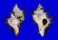 MURICIDAE CHICOREUS BRUNNEUS shell